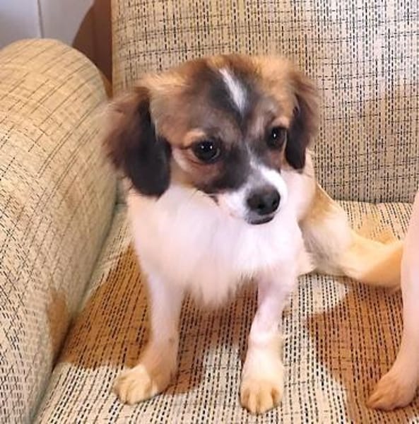 Skippy, süße Biene