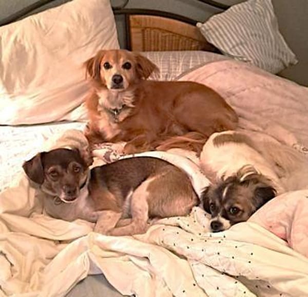 Skippy, süße Biene