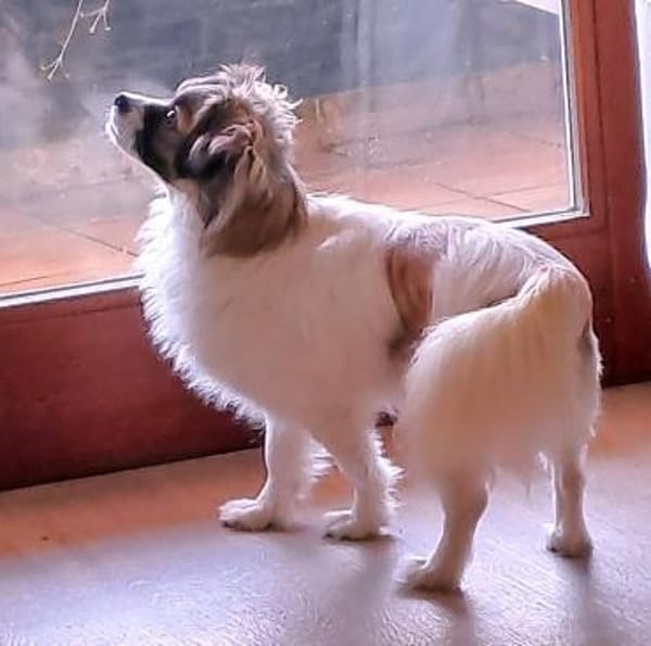 Skippy, süße Biene