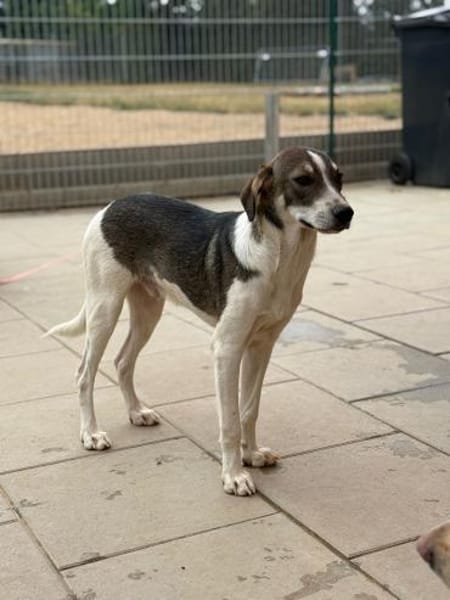 Cooper schüchterner liebevoller Jubgrüde