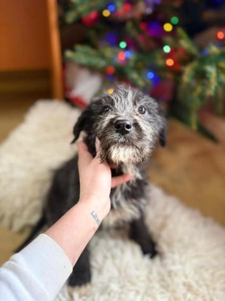 Mimi - unsere kleine Hütehund-Mix-Dame