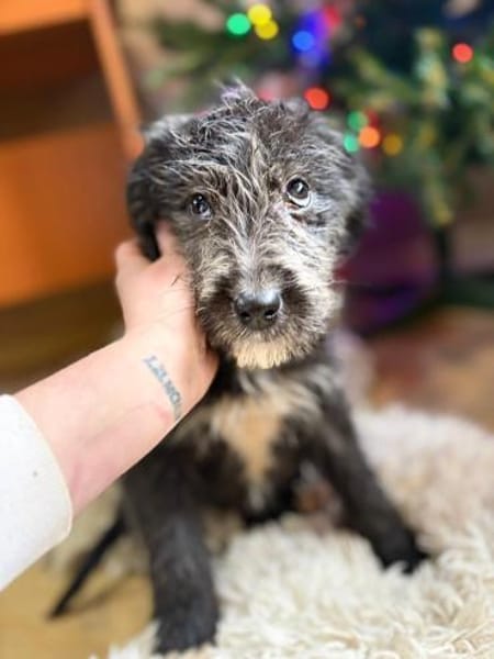 Mimi - unsere kleine Hütehund-Mix-Dame