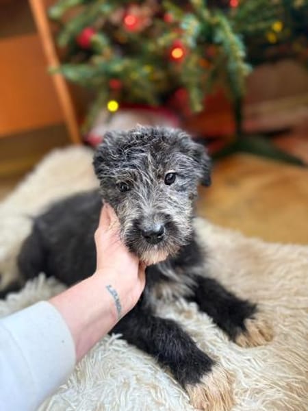 Mimi - unsere kleine Hütehund-Mix-Dame