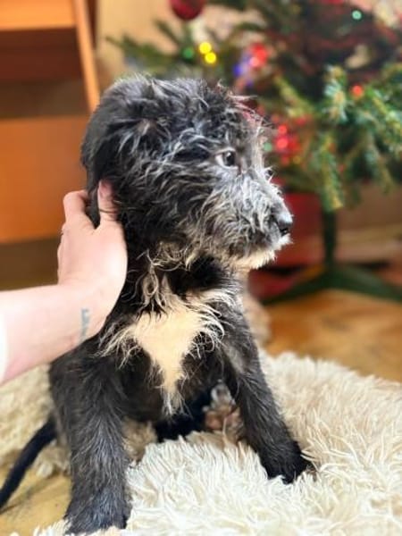 Mimi - unsere kleine Hütehund-Mix-Dame