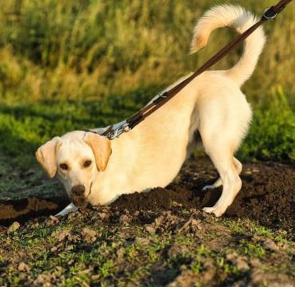 Horst liebt Abenteuer mit Menschen