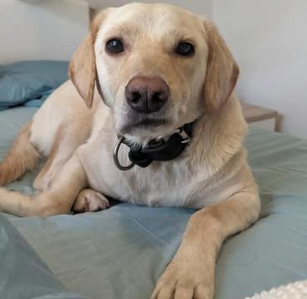 Horst liebt Abenteuer mit Menschen