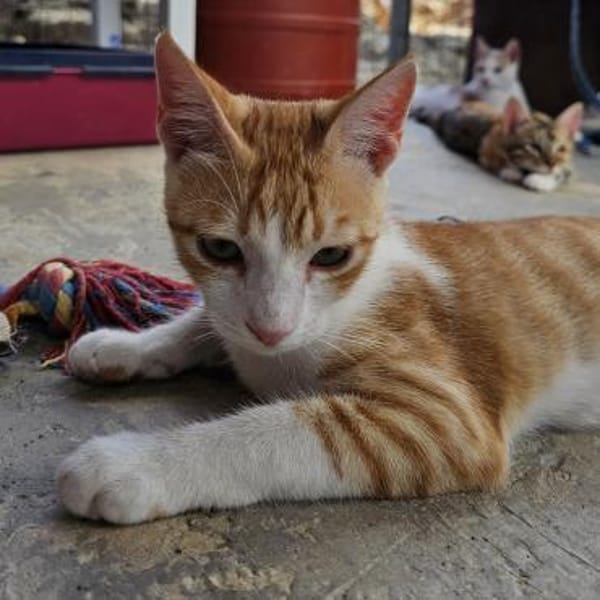 Maverick - gerettet aus einem Motor