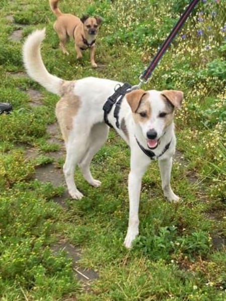 Schmusefreund IVO sucht sein Traumzuhaus