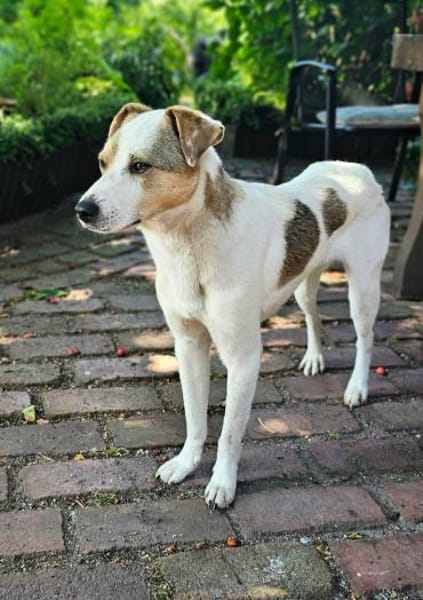 Schmusefreund IVO sucht sein Traumzuhaus