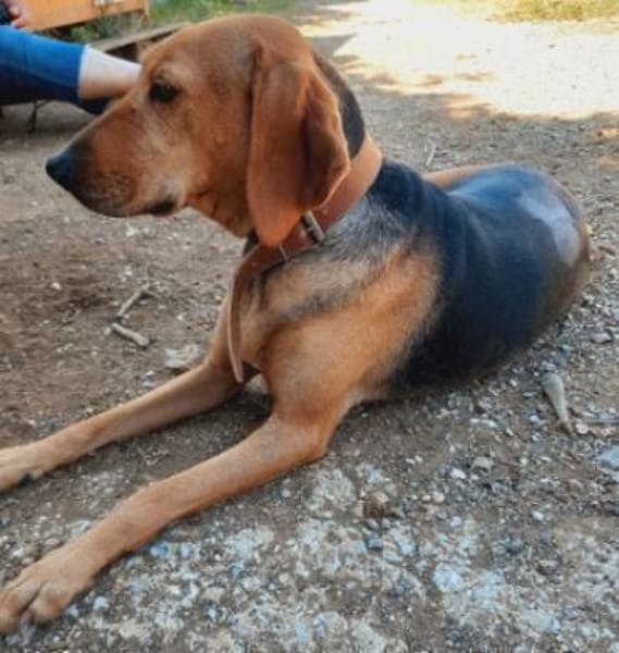 Sanftes Bracken-Mix-Mädchen ADA