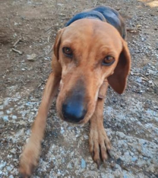 Sanftes Bracken-Mix-Mädchen ADA