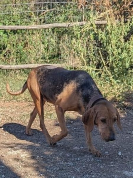 Sanftes Bracken-Mix-Mädchen ADA