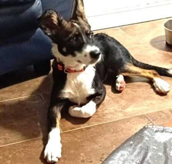 LUNA - charmantes Hundemädchen