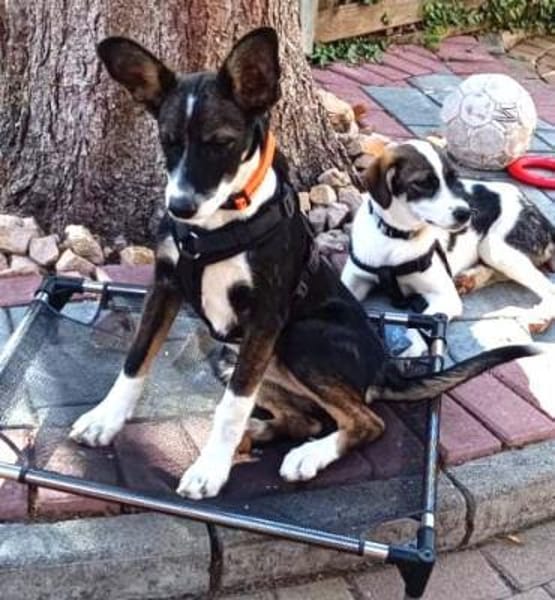 LUNA - charmantes Hundemädchen