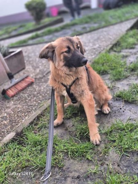 Hellen - sanfte Seele