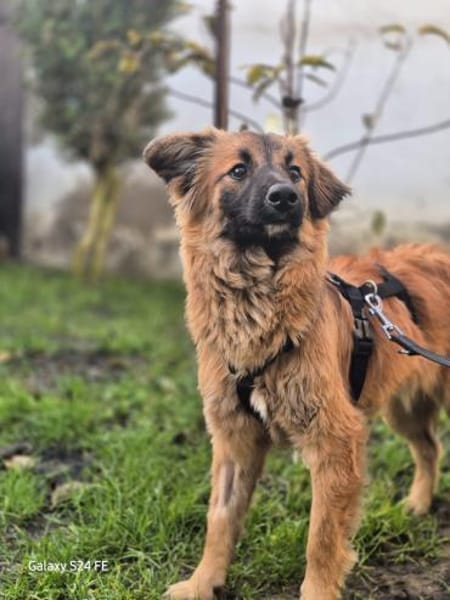 Hellen - sanfte Seele