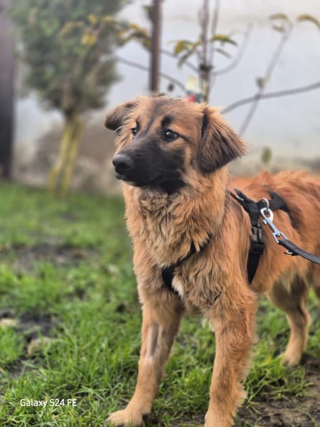 Hellen - sanfte Seele