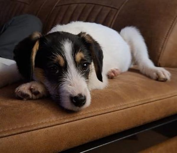 Lilly sucht ein liebevolles Zuhause