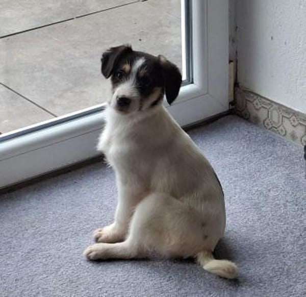 Lilly sucht ein liebevolles Zuhause