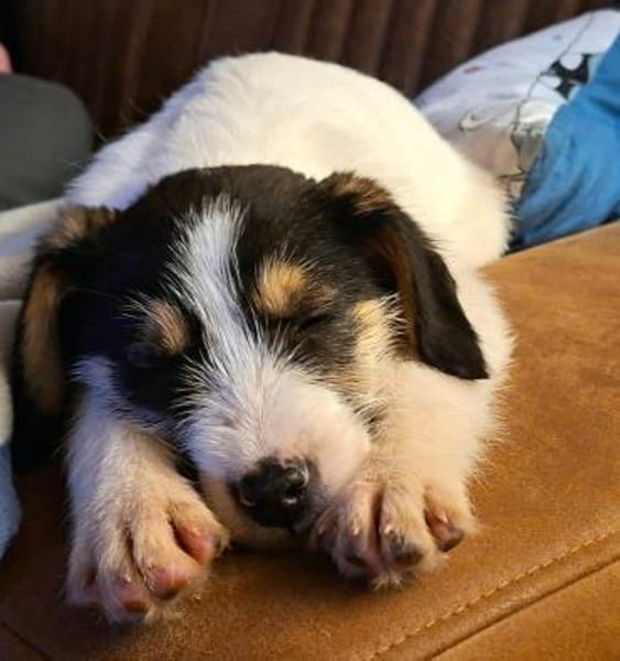 Lilly sucht ein liebevolles Zuhause