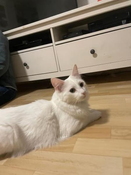 Yin und Yang: Ein eingespieltes Team