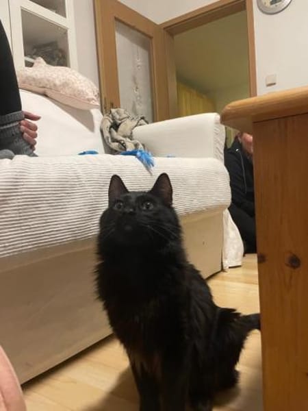 Yin und Yang: Ein eingespieltes Team