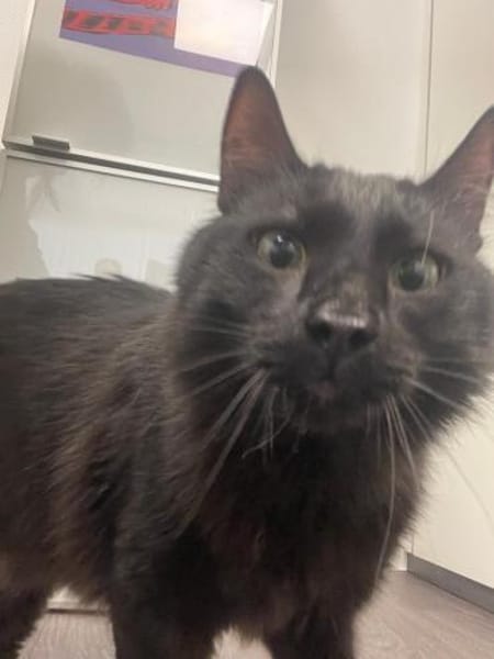 Yin und Yang: Ein eingespieltes Team