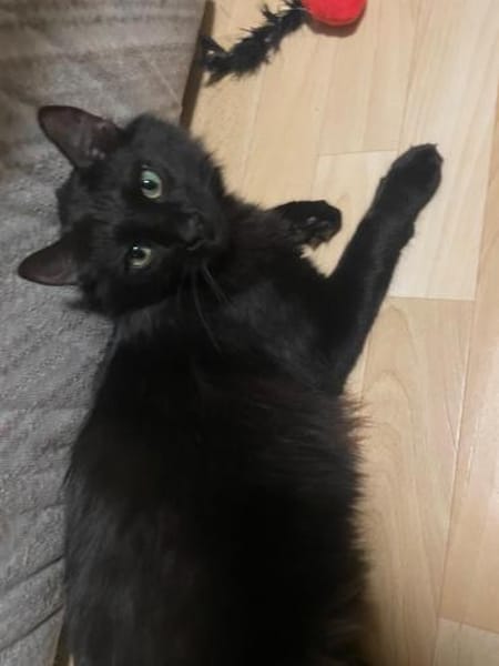 Yin und Yang: Ein eingespieltes Team