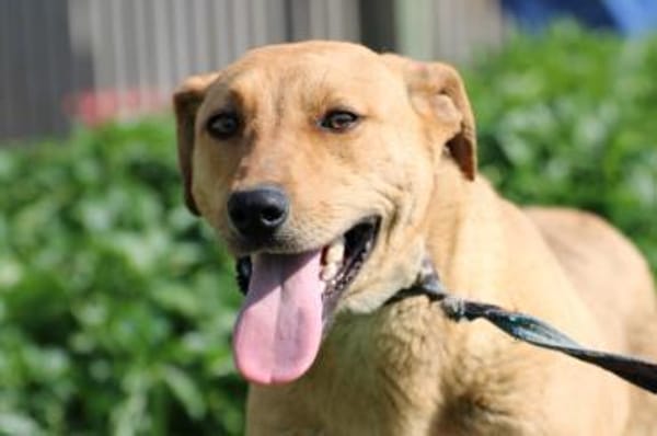 Rovo - kinderlieb u. sehr zutraulich