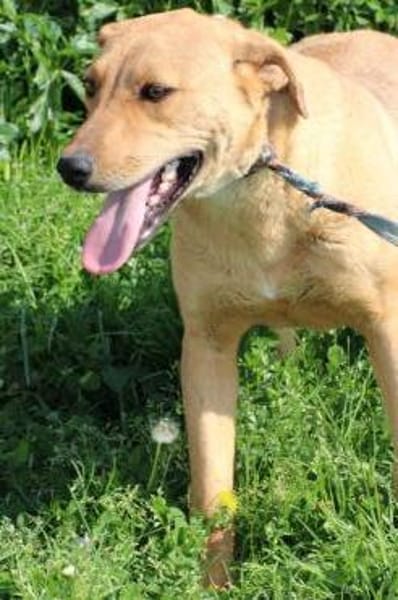 Rovo - kinderlieb u. sehr zutraulich