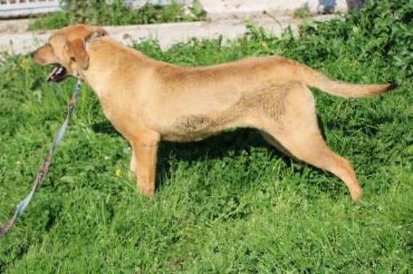 Rovo - kinderlieb u. sehr zutraulich