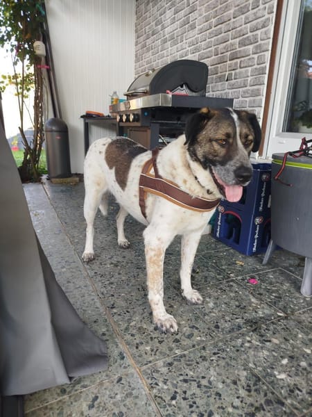 SEBI möchte dein Herz erobern!