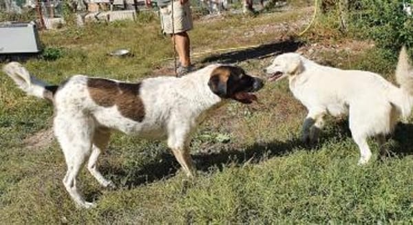 SEBI möchte dein Herz erobern!