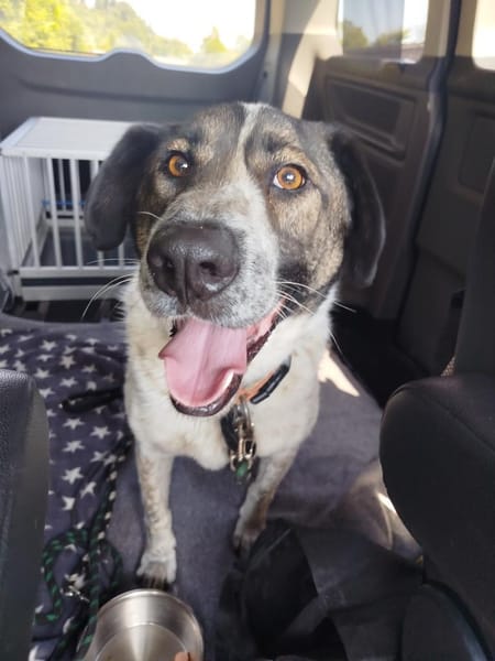 SEBI möchte dein Herz erobern!