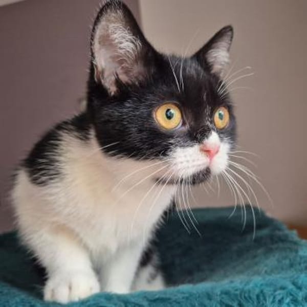 MÖHRCHEN sucht ein Zuhause