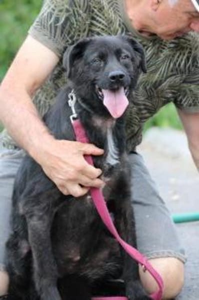 Numa - verspielt u. kinderlieb