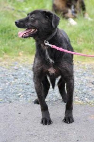 Numa - verspielt u. kinderlieb