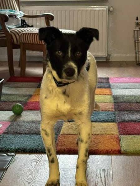 Falk - der Hübsche 🫶🏻