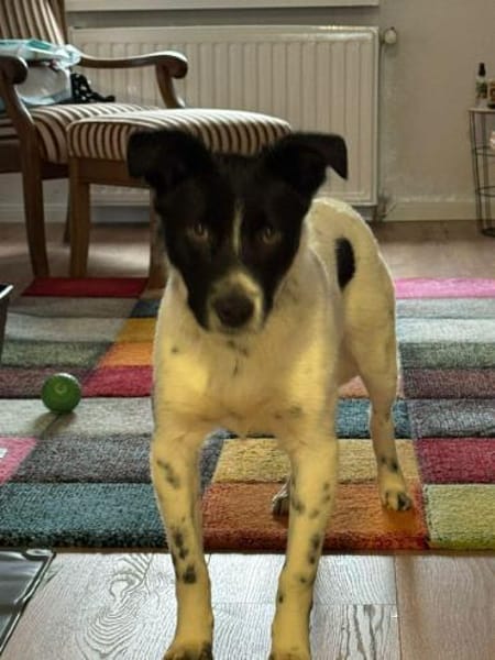 Falk - der Hübsche 🫶🏻