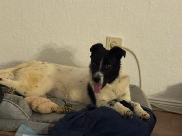 Falk - der Hübsche 🫶🏻