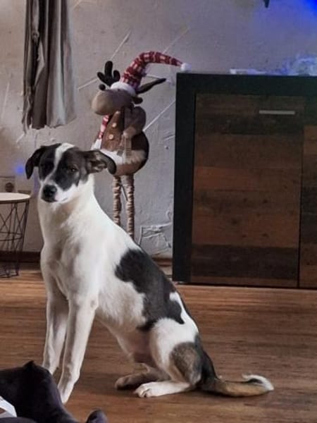 PACO hat einen Neujahrs-Wunsch