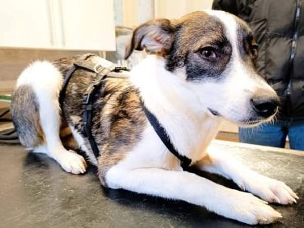 PACO hat einen Neujahrs-Wunsch