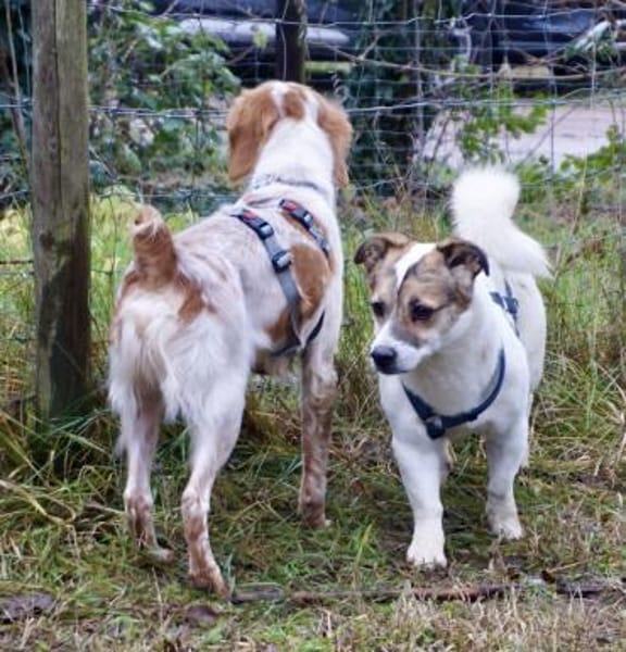 Nacho, verschmust, freundlich, offen