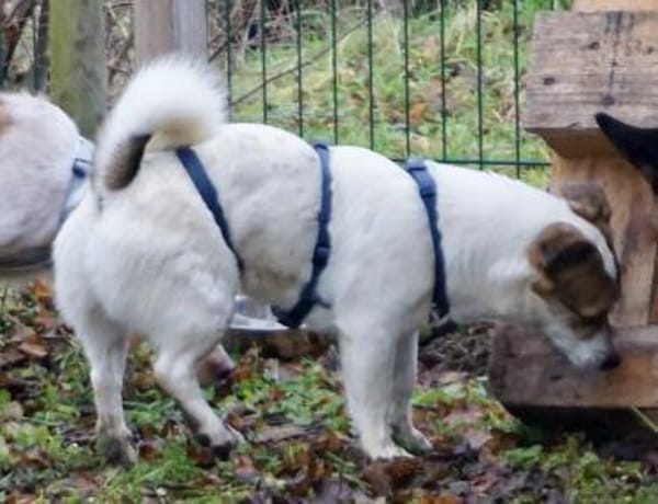 Nacho, verschmust, freundlich, offen