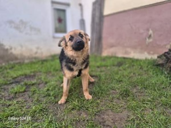 Hillary - sportliche Familienhündin