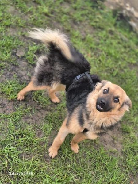 Hillary - sportliche Familienhündin