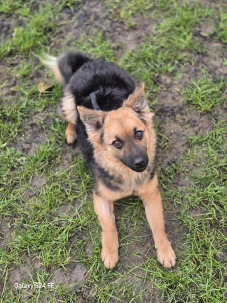 Hillary - sportliche Familienhündin