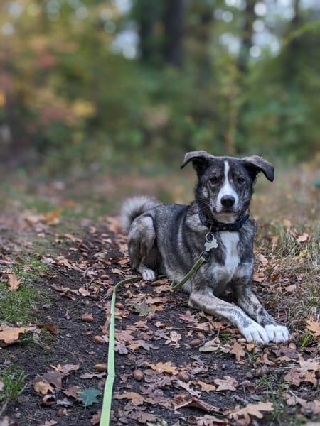 Floki wartet in 90491 Nürnberg