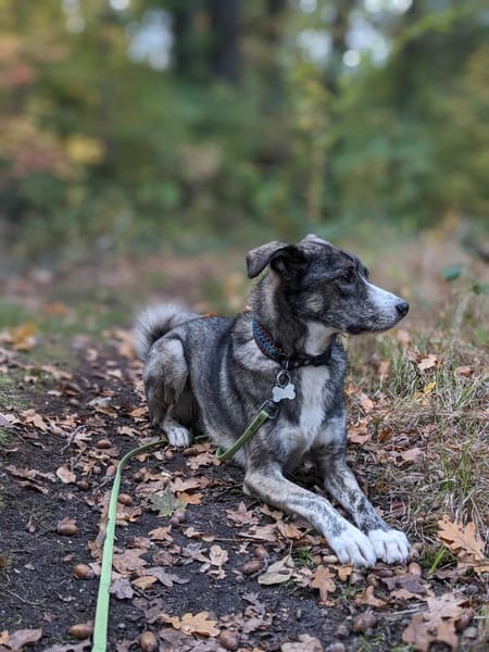 Floki wartet in 90491 Nürnberg
