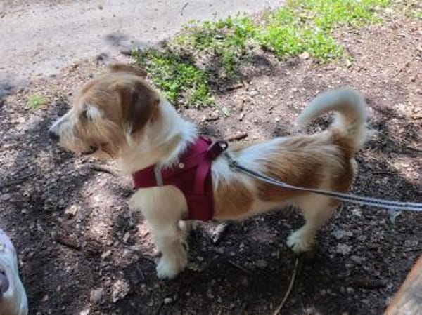 Charmeur Vico sucht Terriererfahrenes Zu